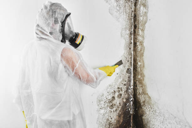 Best Professional Mold Removal  in Alhambra, CA