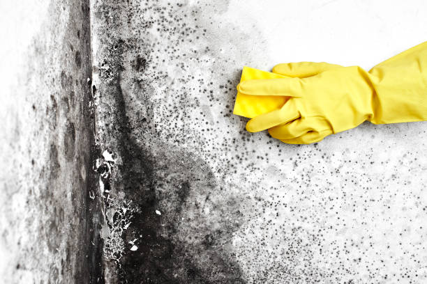 Mold Removal and Inspection in Alhambra, CA