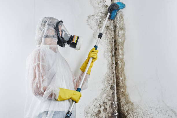 Best Affordable Mold Removal  in Alhambra, CA