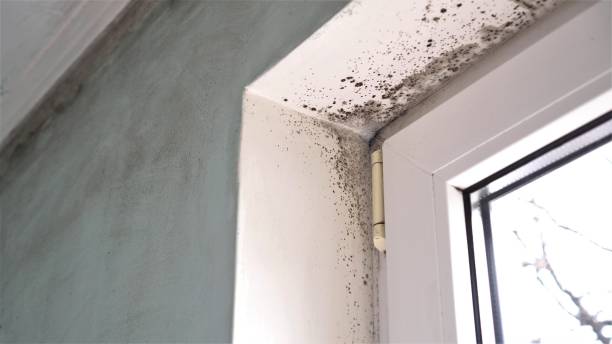 Best Mold Testing and Removal  in Alhambra, CA