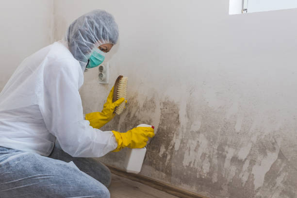 Mold Removal Process in Alhambra, CA
