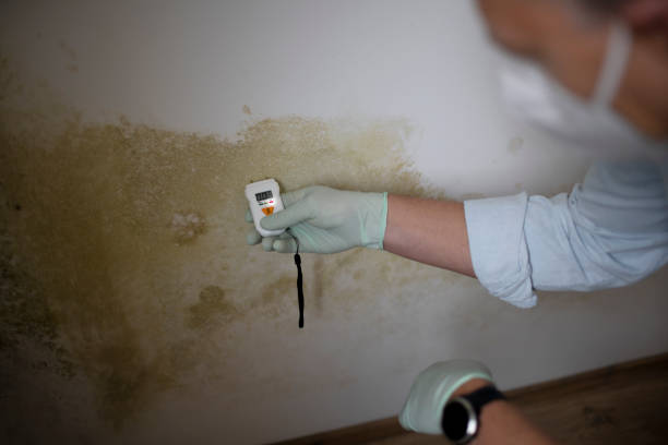 Best Toxic Mold Removal  in Alhambra, CA