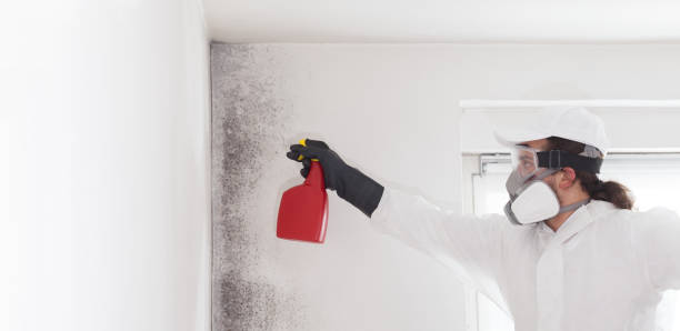 Best Mold Remediation  in Alhambra, CA