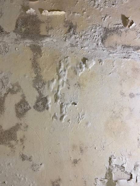 Best Fast Mold Removal  in Alhambra, CA
