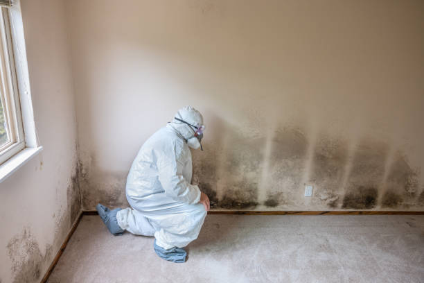 Best Mold Removal and Inspection  in Alhambra, CA
