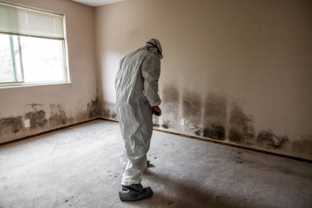 Best Commercial Mold Removal  in Alhambra, CA