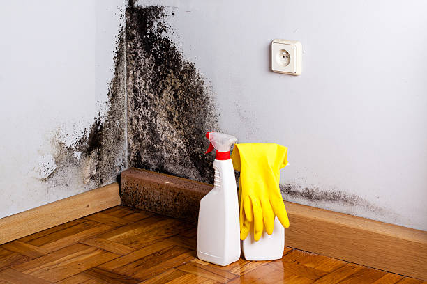 Best Black Mold Removal  in Alhambra, CA