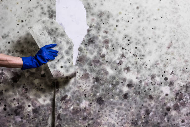 Best Crawl Space Mold Removal  in Alhambra, CA