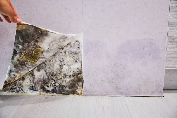 Best Mold Removal Process  in Alhambra, CA